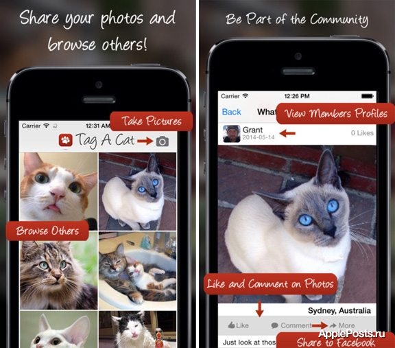 В App Store появился Instagram для котов